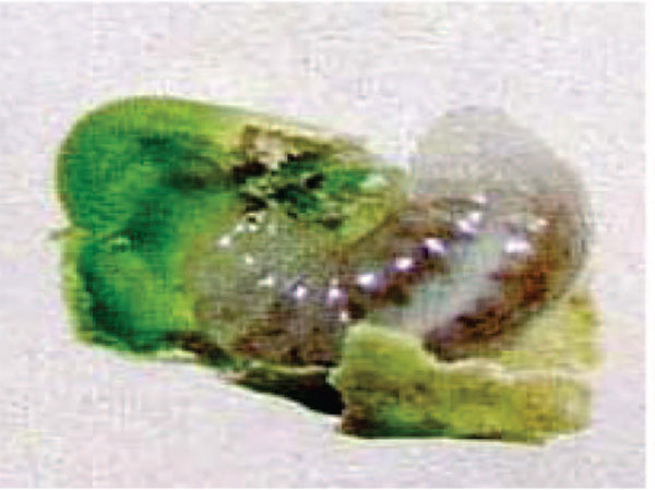 لارو زنبور بذر خوار یونجه